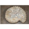 Image 7 : XL 16 lb AMMONITE Fossil Specimen