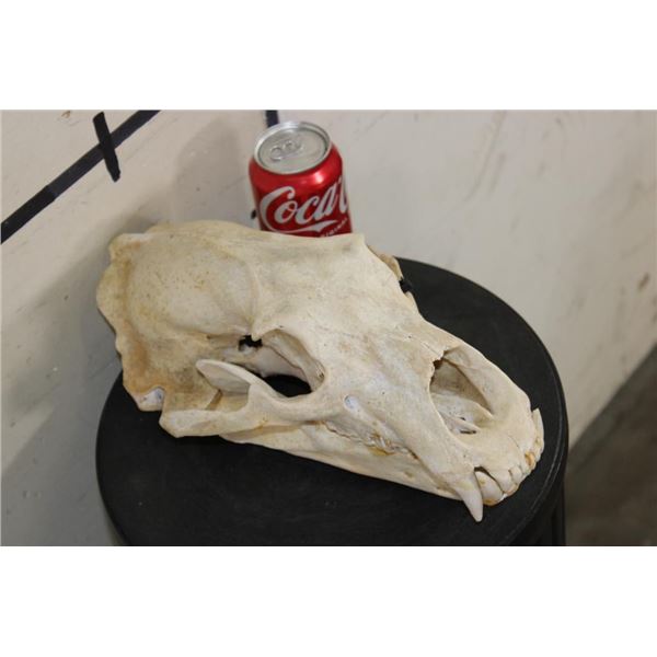 BROWN BEAR Skull with All its Teeth