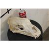 Image 1 : BROWN BEAR Skull with All its Teeth