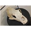 Image 2 : BROWN BEAR Skull with All its Teeth
