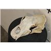 Image 4 : BROWN BEAR Skull with All its Teeth