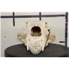 Image 5 : BROWN BEAR Skull with All its Teeth