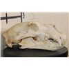 Image 7 : BROWN BEAR Skull with All its Teeth