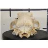 Image 9 : BROWN BEAR Skull with All its Teeth