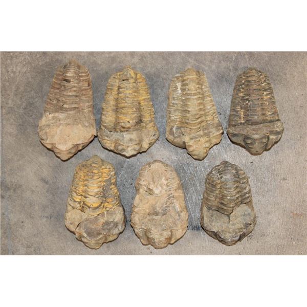 (7) TRILOBITE Fossil Specimens from Morocco (ONE$)