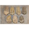 Image 1 : (7) TRILOBITE Fossil Specimens from Morocco (ONE$)