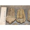 Image 3 : (7) TRILOBITE Fossil Specimens from Morocco (ONE$)