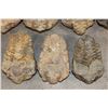 Image 5 : (7) TRILOBITE Fossil Specimens from Morocco (ONE$)