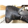 Image 10 : Big CAPE BUFFALO Shoulder Mount