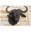 Image 1 : Big CAPE BUFFALO Shoulder Mount