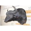 Image 3 : Big CAPE BUFFALO Shoulder Mount