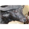 Image 5 : Big CAPE BUFFALO Shoulder Mount