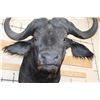 Image 6 : Big CAPE BUFFALO Shoulder Mount