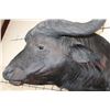 Image 7 : Big CAPE BUFFALO Shoulder Mount