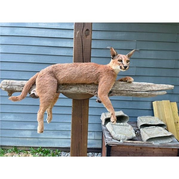 *New* Life-sized AFRICAN CARACAL CAT Mounted on a Laying Limb