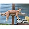 Image 1 : *New* Life-sized AFRICAN CARACAL CAT Mounted on a Laying Limb