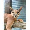 Image 2 : *New* Life-sized AFRICAN CARACAL CAT Mounted on a Laying Limb