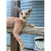 Image 3 : *New* Life-sized AFRICAN CARACAL CAT Mounted on a Laying Limb