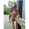 Image 4 : *New* Life-sized AFRICAN CARACAL CAT Mounted on a Laying Limb
