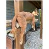 Image 5 : *New* Life-sized AFRICAN CARACAL CAT Mounted on a Laying Limb