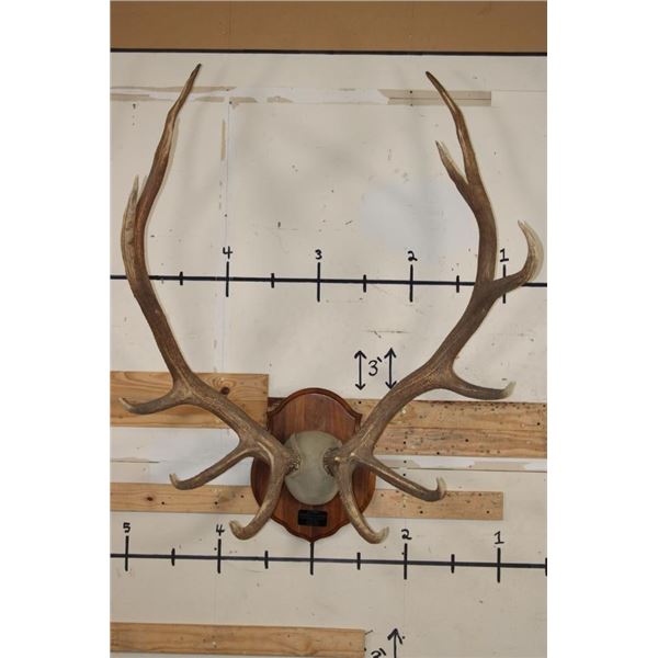 Massive XXL Heavy 14-Point ELK Antler Rack on a Wood Plaque
