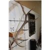 Image 7 : Massive XXL Heavy 14-Point ELK Antler Rack on a Wood Plaque