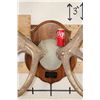 Image 8 : Massive XXL Heavy 14-Point ELK Antler Rack on a Wood Plaque