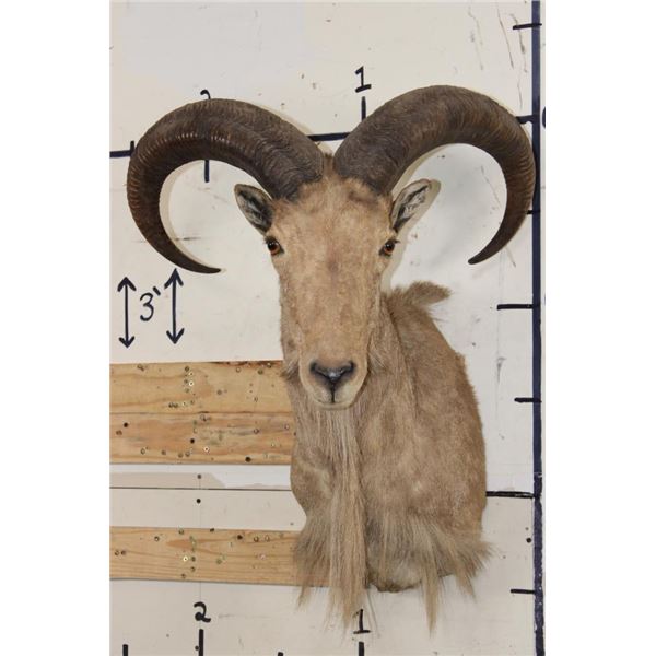 AOUDAD Shoulder Mount