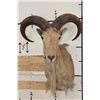 Image 1 : AOUDAD Shoulder Mount