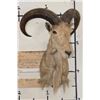 Image 2 : AOUDAD Shoulder Mount