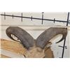 Image 8 : AOUDAD Shoulder Mount