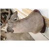 Image 10 : 10-Point MULE DEER Shoulder Mount with Reproduction #3 Boone and Crockette Scored Antlers