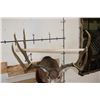 Image 11 : 10-Point MULE DEER Shoulder Mount with Reproduction #3 Boone and Crockette Scored Antlers