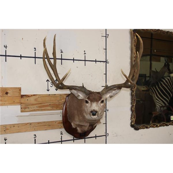 10-Point MULE DEER Shoulder Mount with Reproduction #3 Boone and Crockette Scored Antlers