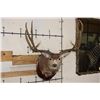 Image 1 : 10-Point MULE DEER Shoulder Mount with Reproduction #3 Boone and Crockette Scored Antlers