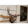 Image 2 : 10-Point MULE DEER Shoulder Mount with Reproduction #3 Boone and Crockette Scored Antlers