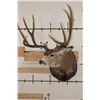 Image 3 : 10-Point MULE DEER Shoulder Mount with Reproduction #3 Boone and Crockette Scored Antlers