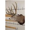 Image 4 : 10-Point MULE DEER Shoulder Mount with Reproduction #3 Boone and Crockette Scored Antlers