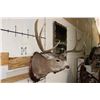 Image 5 : 10-Point MULE DEER Shoulder Mount with Reproduction #3 Boone and Crockette Scored Antlers