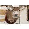 Image 7 : 10-Point MULE DEER Shoulder Mount with Reproduction #3 Boone and Crockette Scored Antlers