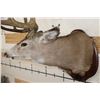 Image 8 : 10-Point MULE DEER Shoulder Mount with Reproduction #3 Boone and Crockette Scored Antlers