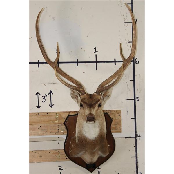 AXIS DEER Shoulder Mount on a Wooden Plaque
