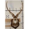 Image 1 : AXIS DEER Shoulder Mount on a Wooden Plaque