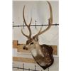 Image 2 : AXIS DEER Shoulder Mount on a Wooden Plaque