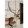 Image 3 : AXIS DEER Shoulder Mount on a Wooden Plaque
