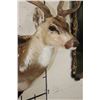 Image 4 : AXIS DEER Shoulder Mount on a Wooden Plaque