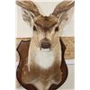 Image 5 : AXIS DEER Shoulder Mount on a Wooden Plaque