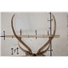 Image 7 : AXIS DEER Shoulder Mount on a Wooden Plaque