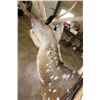 Image 9 : AXIS DEER Shoulder Mount on a Wooden Plaque