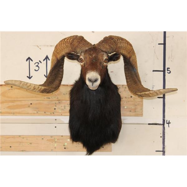 BLACK HAWAIIN Shoulder Mount